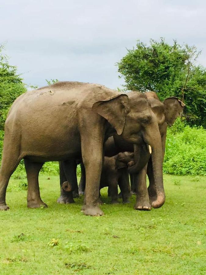 Nature Lovers Safari & Villa Удавалаве Экстерьер фото